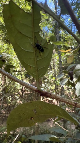 Lordops spinolae