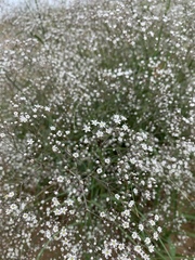 Gypsophila