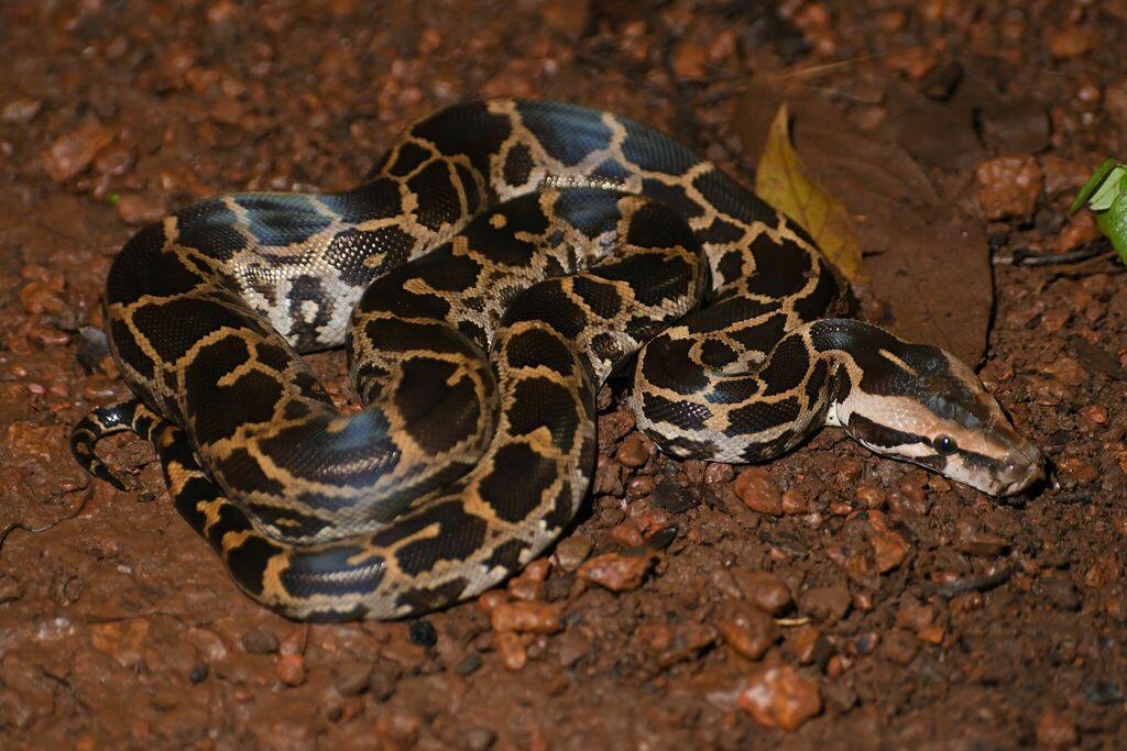 Indian Python in July 2023 by Himanshu Pandav · iNaturalist