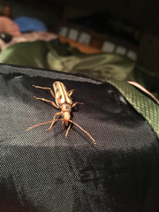 Ortholeptura valida