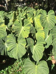 Philodendron gloriosum