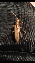 Ortholeptura valida
