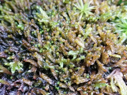 Image of Neoorthocaulis attenuatus by (c) Daniel Buczkiewicz, some rights reserved (CC BY-SA)
