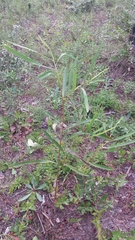 Asimina angustifolia