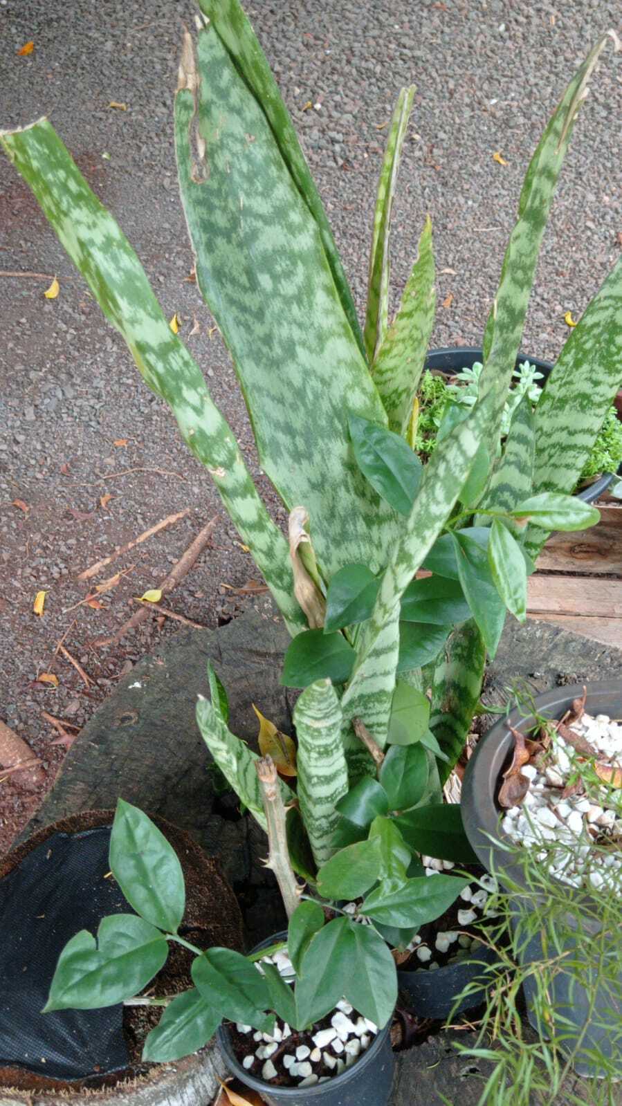 Sansevieria trifasciata