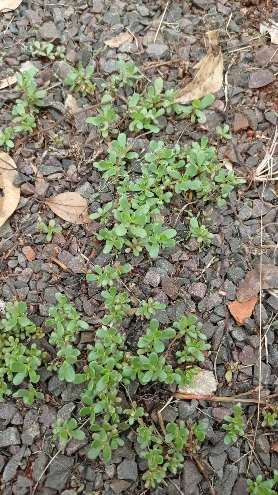 Portulaca oleracea