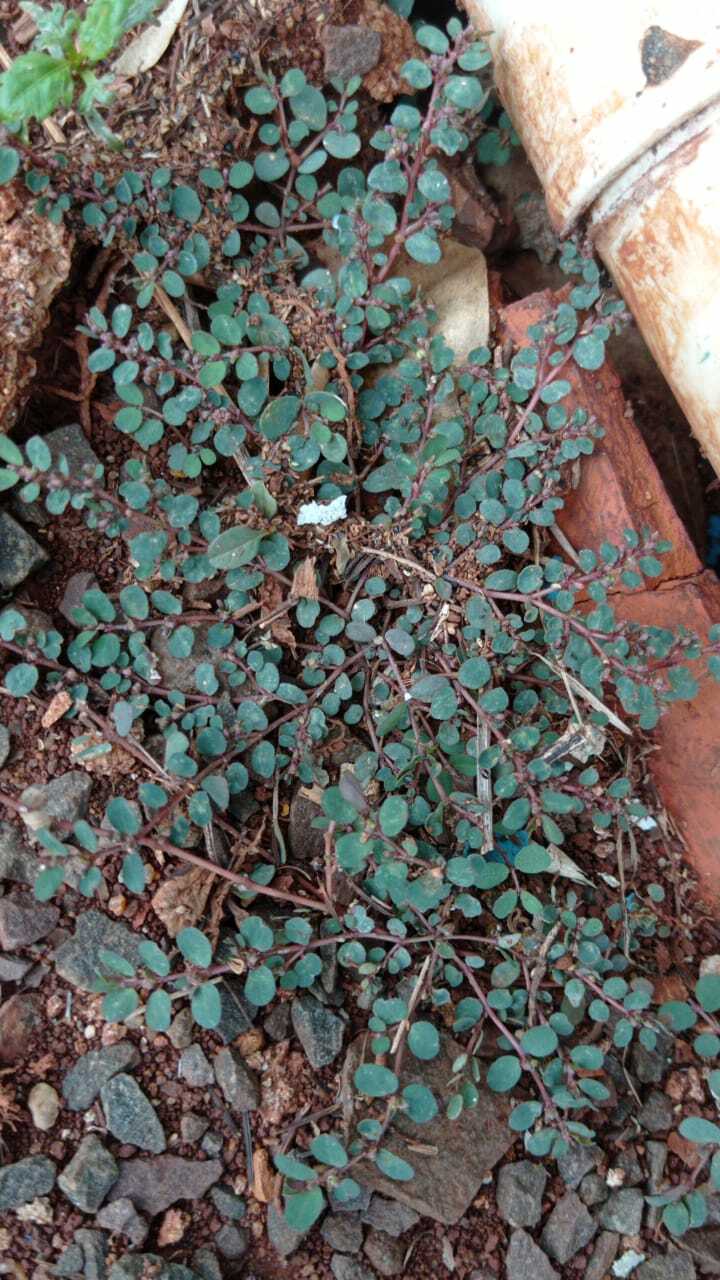 Euphorbia prostrata
