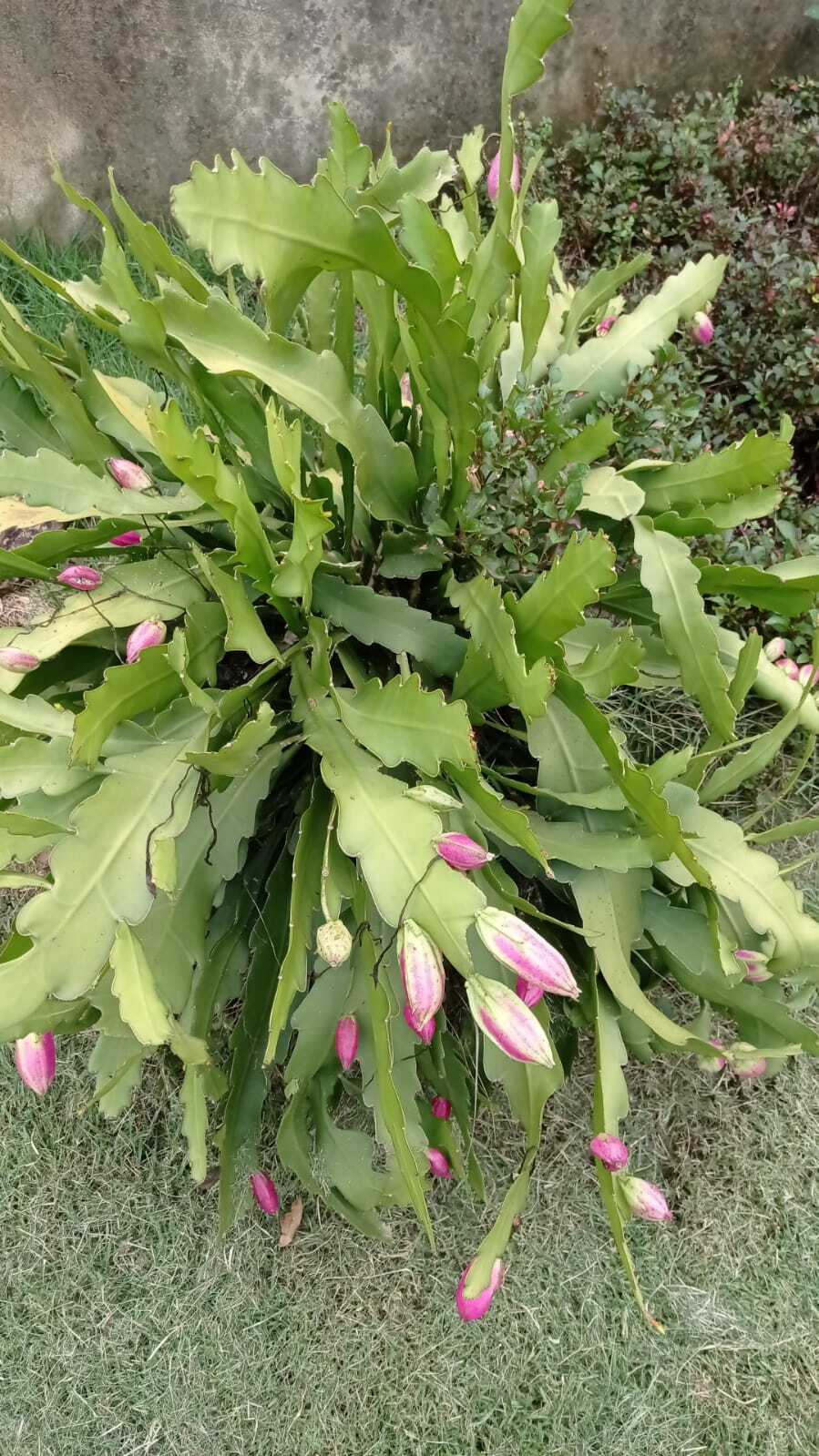 Epiphyllum phyllanthus