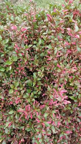 Alternanthera bettzickiana, photograph 5