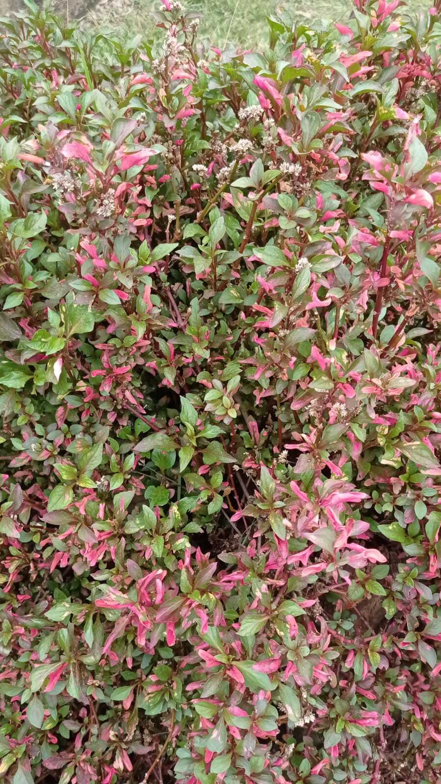 Alternanthera bettzickiana