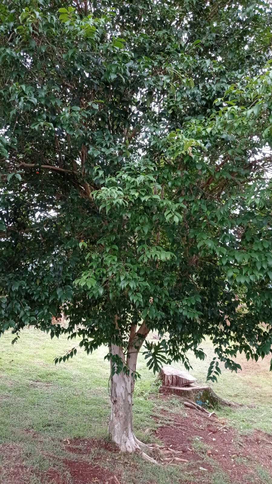 Eugenia uniflora