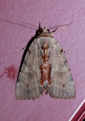 Catocala grynea