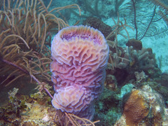 Callyspongia plicifera