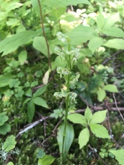 Media resource of Platanthera obtusata