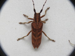 Saperda obliqua