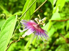 Passiflora serratifolia