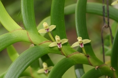Maxillaria equitans