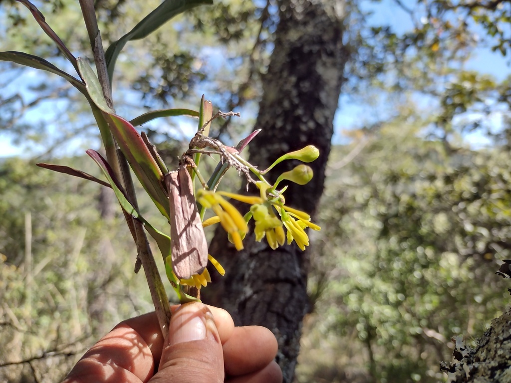 Epidendrum lowilliamsii García-Cruz