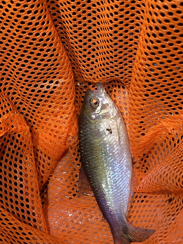 Suriname tetra (Hemibrycon surinamensis) — Characidae