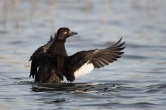 Velvet Scoter photo 3