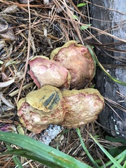 Butyriboletus