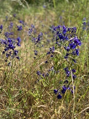 Delphinium nuttallii