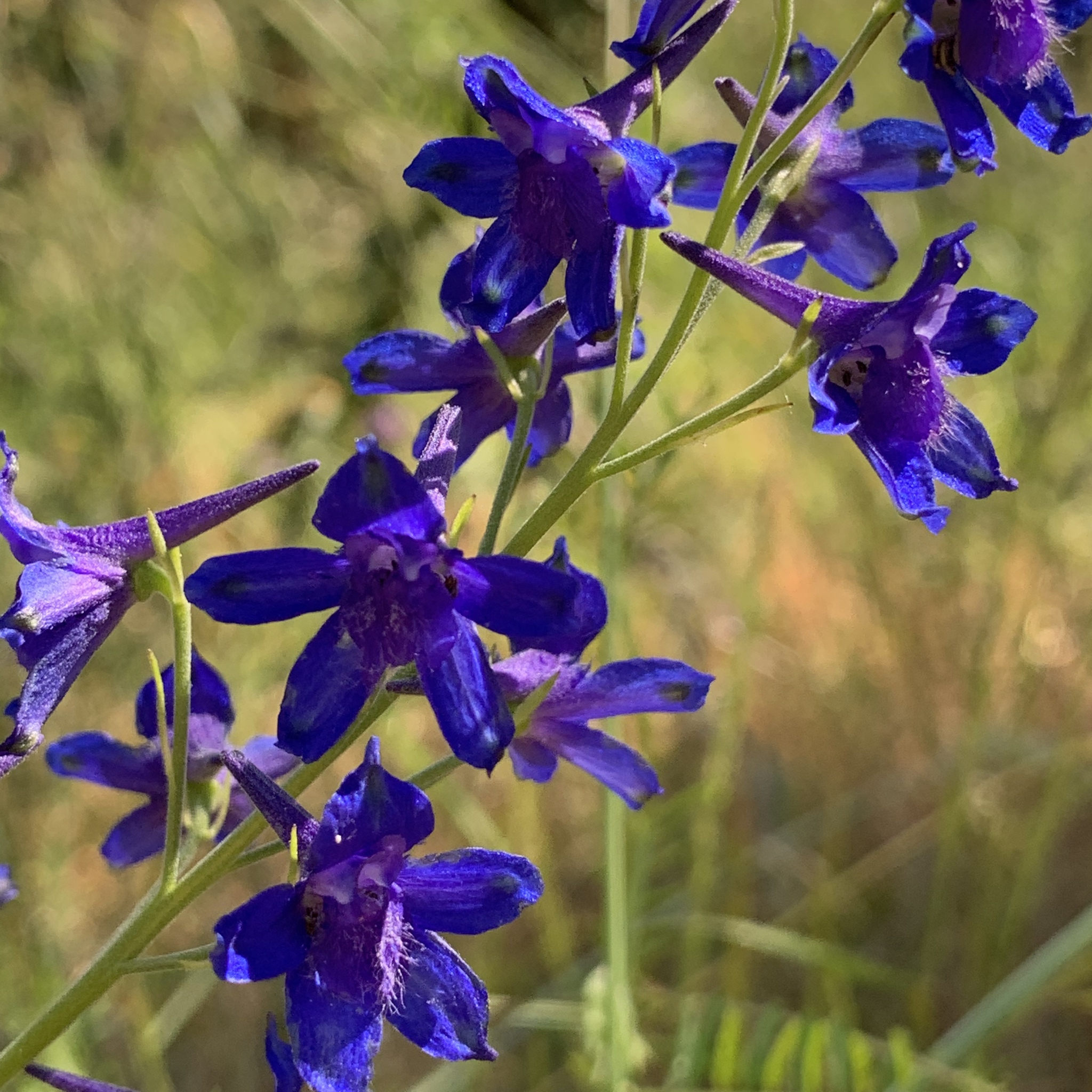 Delphinium nuttallii