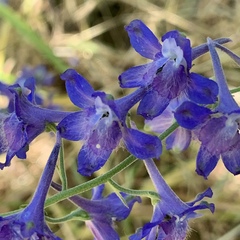 Delphinium nuttallii