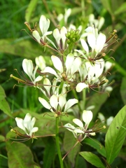 Cleome serrata