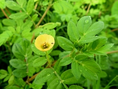 Kallstroemia maxima