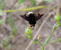 Ogcodocera leucoprocta