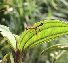 Xyroptila oenophanes