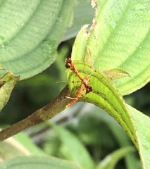 Xyroptila oenophanes
