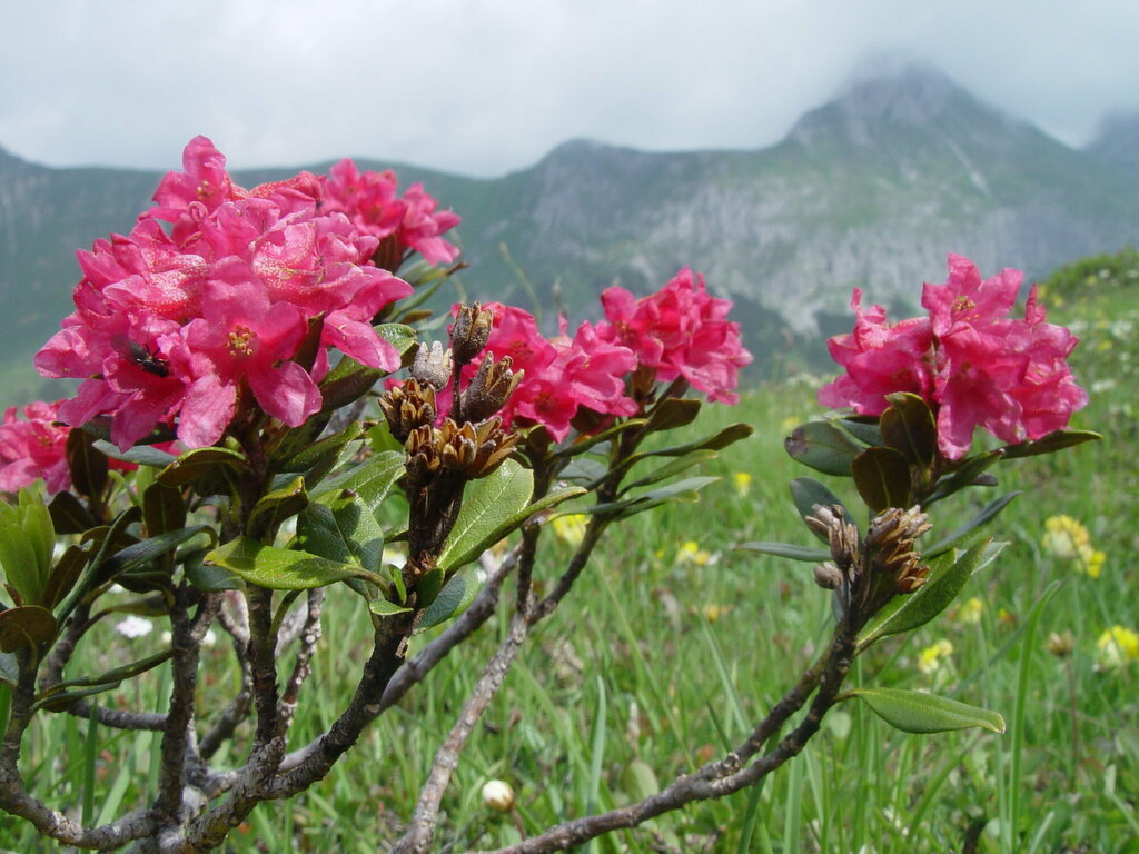 Rhododendron ferrugineum