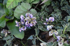 Dolichos decumbens