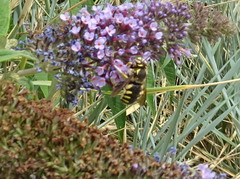 Anthidium florentinum