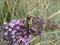 Anthidium florentinum