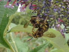 Anthidium florentinum