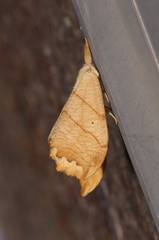 Drepana bilineata