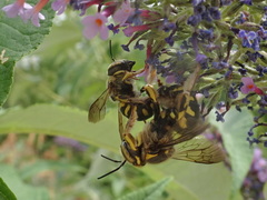 Anthidium florentinum