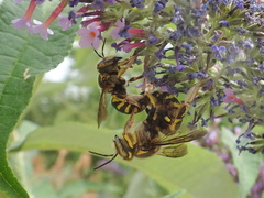 Anthidium florentinum