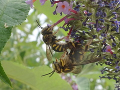 Anthidium florentinum