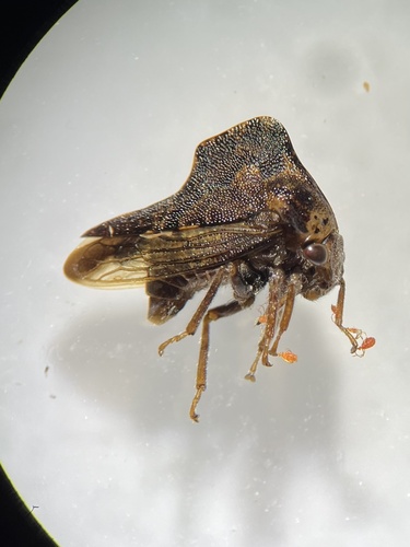 Virginia Creeper Treehopper