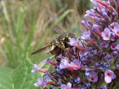 Anthidium florentinum