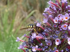 Anthidium florentinum