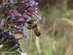 Megachile