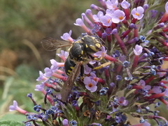 Anthidium florentinum