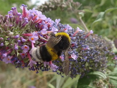 Bombus