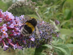 Bombus