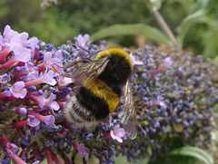 Bombus